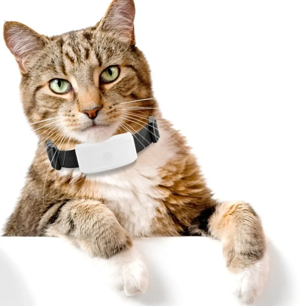 GPS-trackers voor katten - GPS GIGANT
