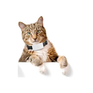 GPS-trackers voor katten - GPS GIGANT